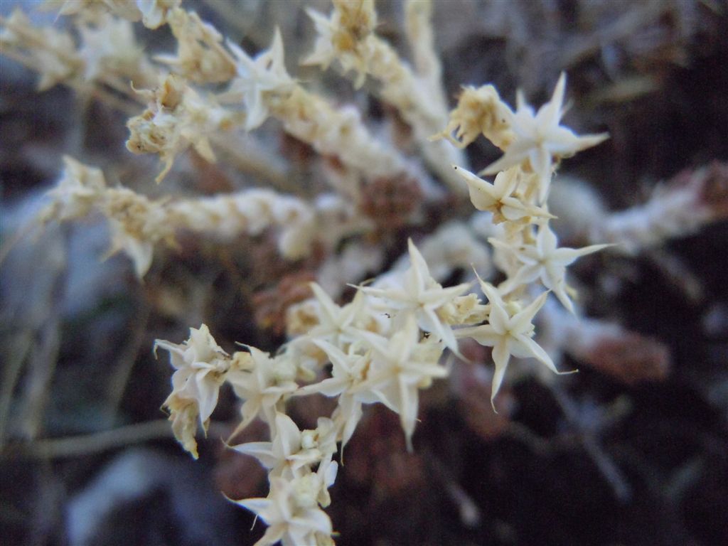 Sedum acre / Borracina acre